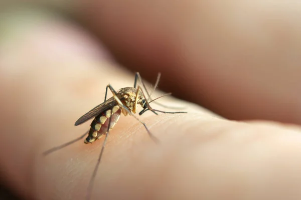 Primer plano mosquito chupando sangre de la piel humana —  Fotos de Stock