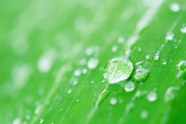 Waterdruppels op groene bladeren. Dauwdruppel na de regen — Stockfoto