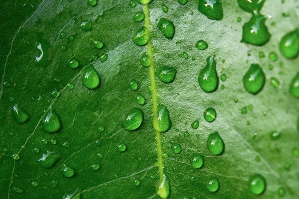 Waterdruppels op groene bladeren. Dauwdruppel na de regen — Stockfoto