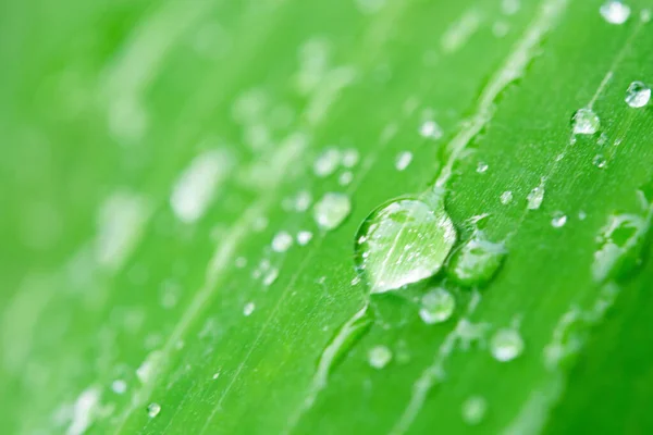 Water drops on green leaves. Drop of dew after the rain Stock Photo