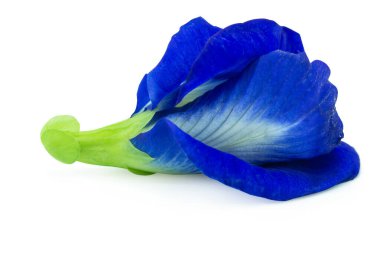 Kelebek bezelyesi, mavi bezelye, beyaz arka planda klippi ile izole edilmiş.