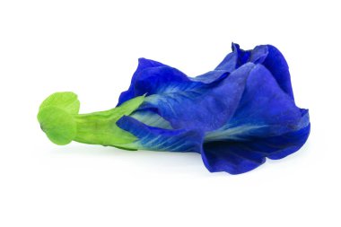 Kelebek bezelyesi, mavi bezelye, beyaz arka planda klippi ile izole edilmiş.