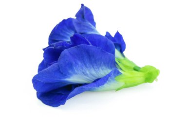 Kelebek bezelyesi, mavi bezelye, beyaz arka planda klippi ile izole edilmiş.