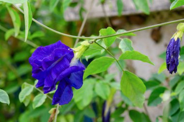 Kelebek bezelyesi, mavi bezelye çiçeği, bitki çayı... 