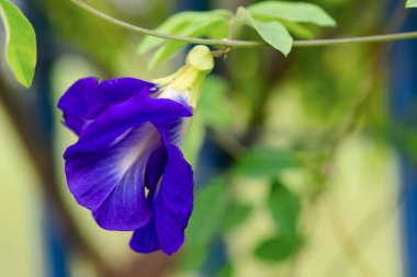 Kelebek bezelyesi, mavi bezelye çiçeği, bitki çayı... 