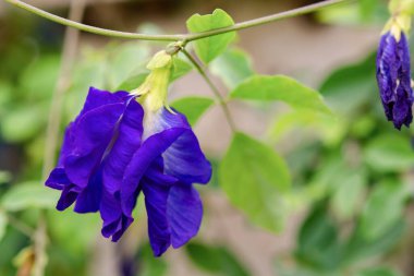 Kelebek bezelyesi, mavi bezelye çiçeği, bitki çayı... 