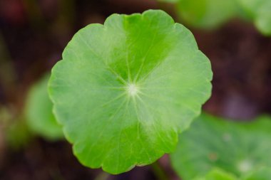 Gotu kola, Centella asiatica, Asya pennywort, Hindistan pennywor