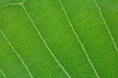 Yeşil yaprak dokusu arkaplanını kapat