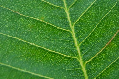 Yeşil yaprak dokusu arkaplanını kapat