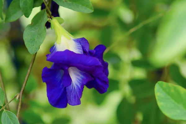 Pillangó Borsó Kék Borsó Virág Gyógynövény Tea — Stock Fotó