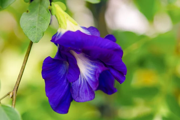 Fjärilsärter Blåärtsblomma Örtte För — Stockfoto