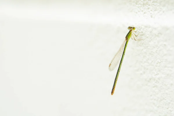 Libélula o libélula británica en pared de hormigón blanco —  Fotos de Stock