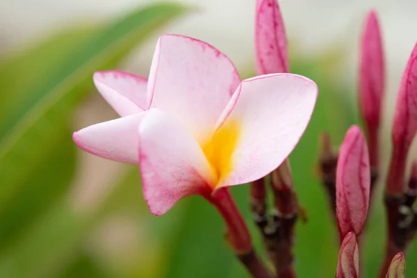 Růžová frangipani květina, plumeria květina na stromě — Stock fotografie