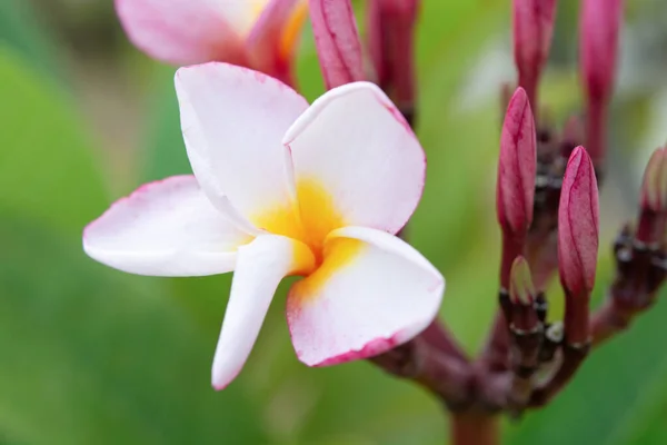 Pembe frangipani çiçeği, ağaçtaki plumeria çiçeği. — Stok fotoğraf