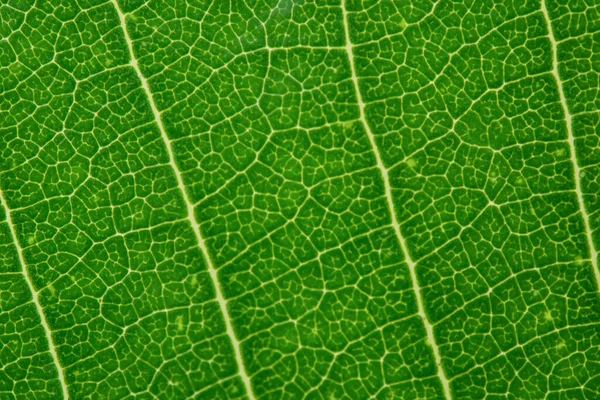 Close-up groen blad textuur achtergrond — Stockfoto