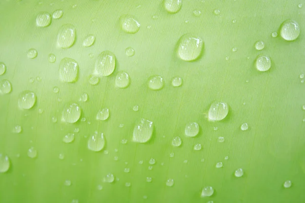 Water drops on banana leaf backgroun — Stock Photo, Image