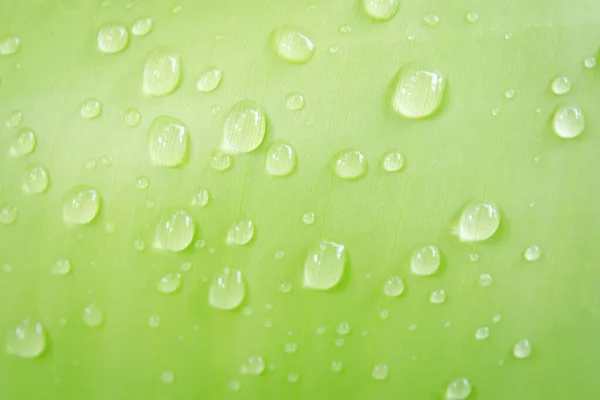 Water druppels op bananenblad backgroun — Stockfoto