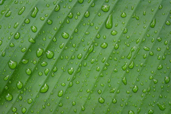 Краплі води на банановому листі — стокове фото