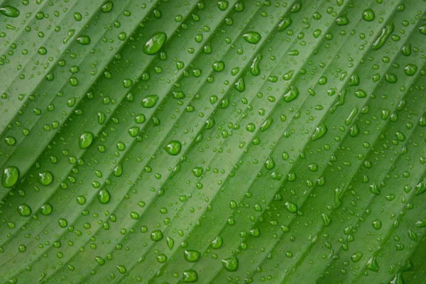 Water druppels op bananenblad backgroun — Stockfoto