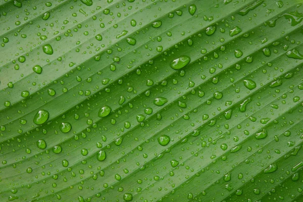 Water drops on banana leaf backgroun — Stock Photo, Image