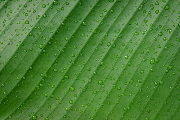 Water drops on banana leaf backgroun — Stock Photo, Image