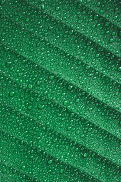 Gotas de agua sobre fondo de hoja de plátano —  Fotos de Stock