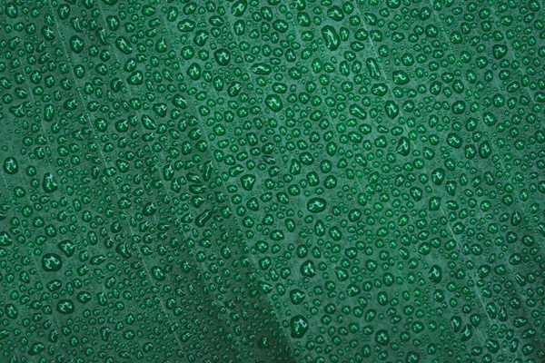 Gotas de agua sobre fondo de hoja de plátano —  Fotos de Stock