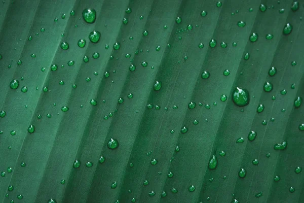 Water drops on banana leaf backgroun — Stock Photo, Image