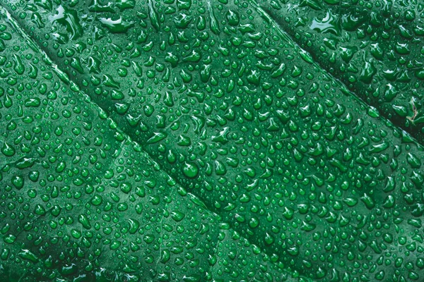 Gotas de agua sobre hojas verdes. Gota de rocío después de la lluvia —  Fotos de Stock