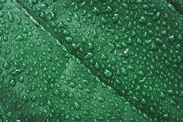 Gotas de agua sobre hojas verdes. Gota de rocío después de la lluvia —  Fotos de Stock