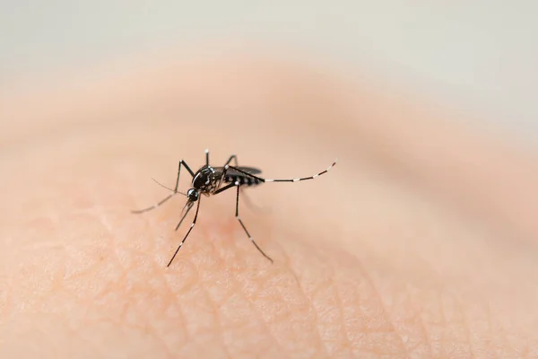 Primer plano mosquito chupando sangre de la piel humana —  Fotos de Stock