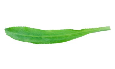 Culantro kırpma yolu ile beyaz arkaplanda izole edildi