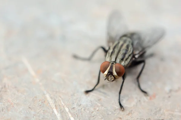 Макро-выстрел мухи. Живая муха — стоковое фото