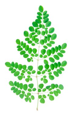 Taze yeşil yapraklı dal beyaz arkaplanda c ile izole edilmiş