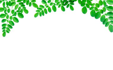 Taze yeşil yapraklı dal beyaz arkaplanda izole edilmiş. 