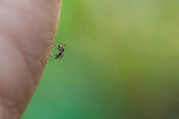 Närbild mygga suger blod från mänsklig hud — Stockfoto