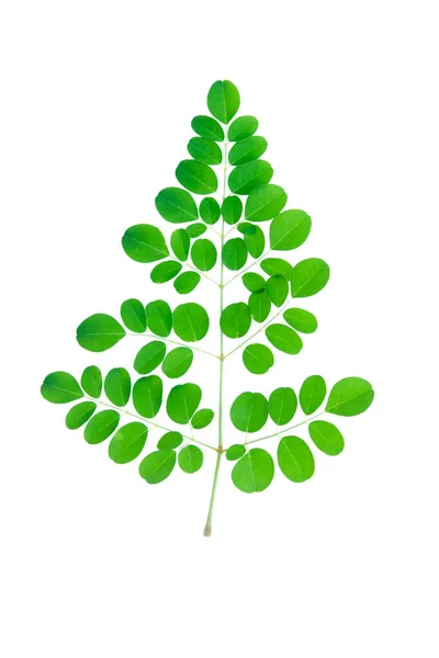Větvička s čerstvými zelenými listy izolované na bílém pozadí s c — Stock fotografie