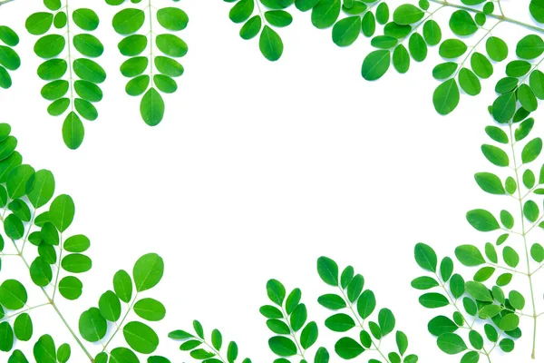 Větvička s čerstvým zeleným listím rám izolované na bílém pozadí — Stock fotografie