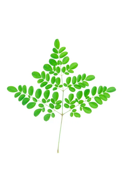 Gałązka ze świeżymi zielonymi liśćmi na białym tle z c — Zdjęcie stockowe