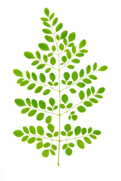 Větvička s čerstvými zelenými listy izolované na bílém pozadí s c — Stock fotografie