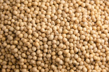 Sırt grubuna göre soya fasulyesi deseni