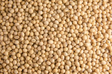 Sırt grubuna göre soya fasulyesi deseni