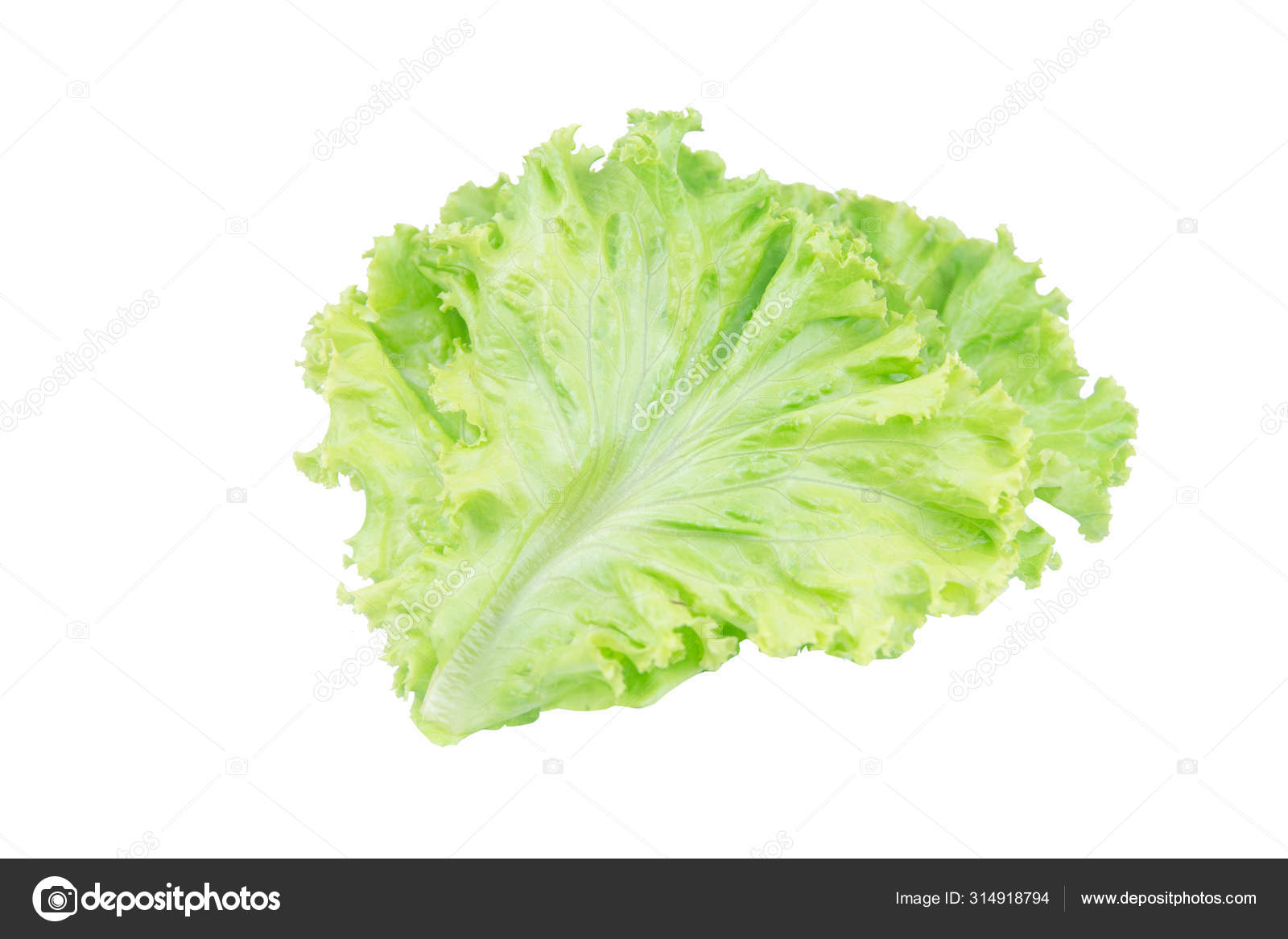 Salatblatt Vorhanden Salat Isoliert Auf Weissem Hintergrund Mit Clipping P Stockfotografie Lizenzfreie Fotos C Tevalux11 Depositphotos