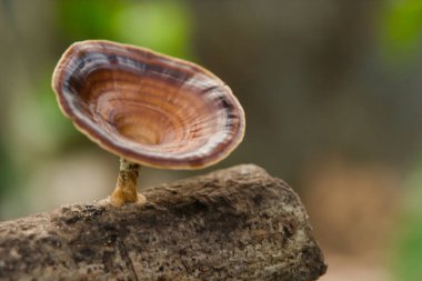 Kahverengi mantar mikroporus xanthopus (Fr.) Kuntze ağaç dalında