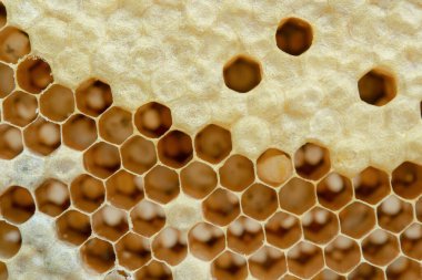 Bal peteğinin makrosu, Arkaplan altıgen dokusu, 