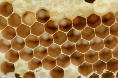 Bal peteğinin makrosu, Arkaplan altıgen dokusu, 