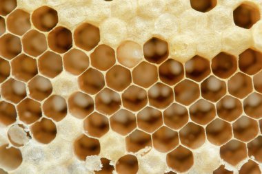 Bal peteğinin makrosu, Arkaplan altıgen dokusu, 