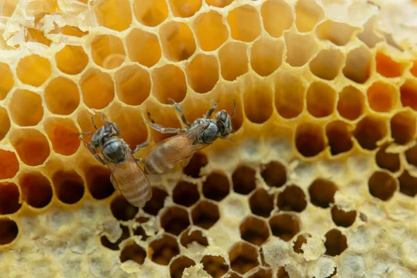 Makro pracujących pszczół na plastrze miodu, tło sześciokąt tekstury, — Zdjęcie stockowe