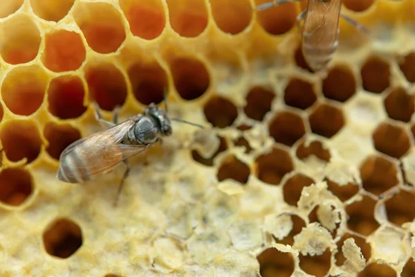 Makro av arbetande bin på bikaka, bakgrund hexagon konsistens, — Stockfoto