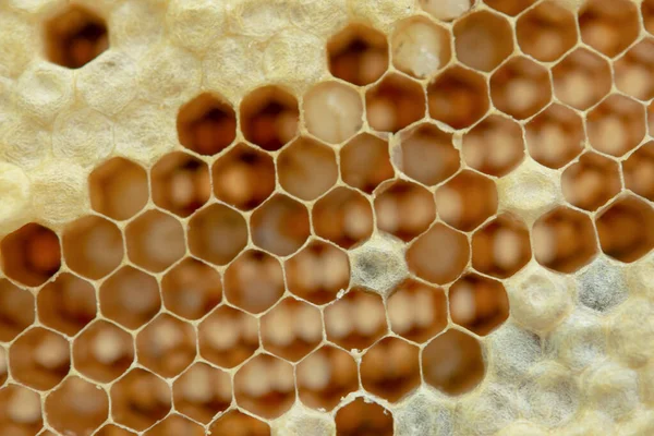 Macro of honeycomb, Background hexagon texture, — Stock Photo, Image